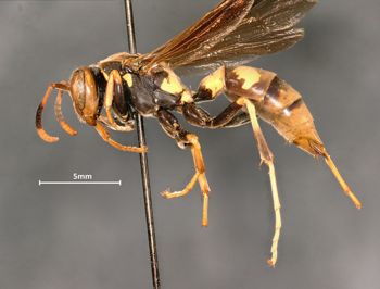 Media type: image;   Entomology 33143 Aspect: habitus lateral view
